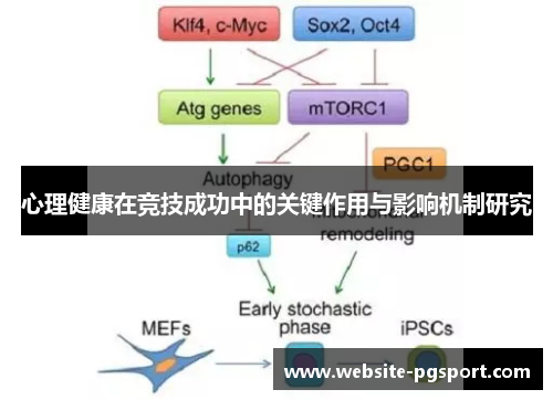心理健康在竞技成功中的关键作用与影响机制研究